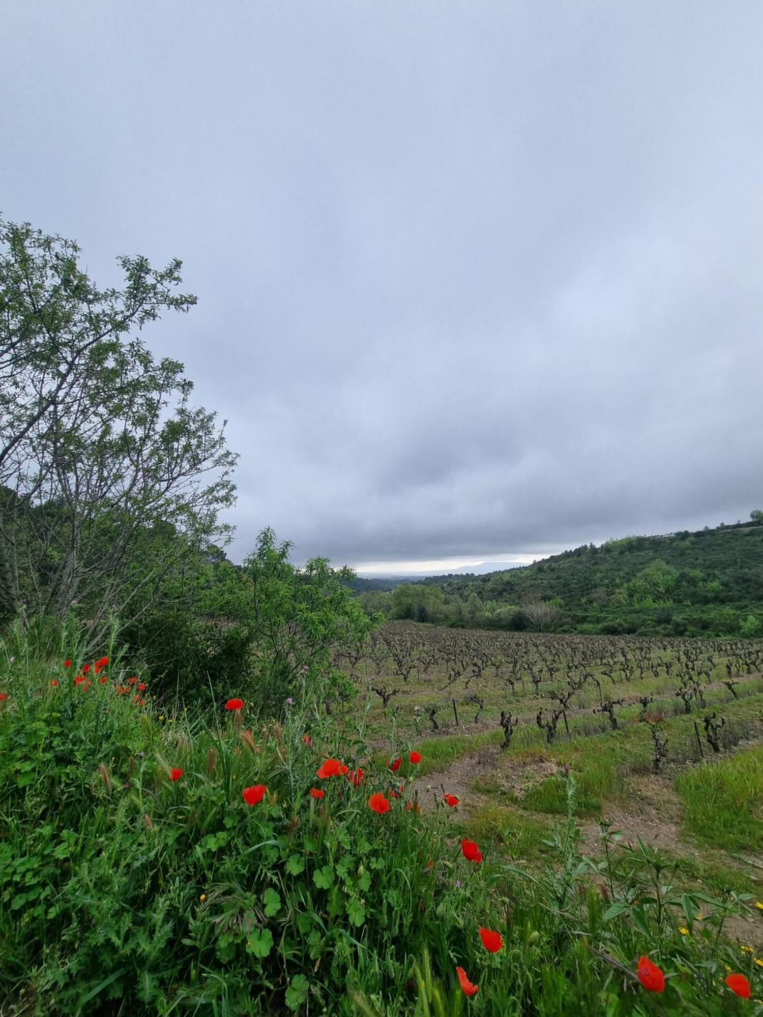 Maison De Charme Caunes-Minervois Bilik gambar